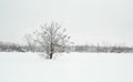 Frozen trees in the park or forest with snow and ice hoarfrost on the cold misty winter day in nature sundown Royalty Free Stock Photo