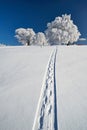 Frozen trees with sbow track Royalty Free Stock Photo