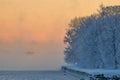 Frozen trees in sea smoke at sunrise Royalty Free Stock Photo