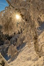 Frozen trees on a slope Royalty Free Stock Photo