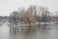 Frozen trees on a small island in a pool surrounded by ducks Royalty Free Stock Photo