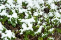 Snow on the green and yellow plants in the cold winter season nature background Royalty Free Stock Photo