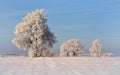 Lithuania nature.Frozen trees on a snowy field.