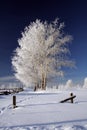 Frozen trees in winter