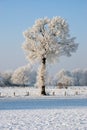 Frozen trees in winter