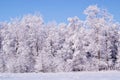 Frozen trees in the winter forest Royalty Free Stock Photo