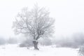 Frozen trees in winter forest Royalty Free Stock Photo