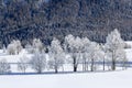 Frozen trees on winter landscape with forest at the background Royalty Free Stock Photo