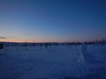 Frozen trees in winter lappland Royalty Free Stock Photo