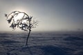 Frozen trees in winter lappland Royalty Free Stock Photo