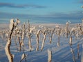 Frozen trees in winter lappland Royalty Free Stock Photo