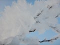 Frozen trees in winter lappland Royalty Free Stock Photo