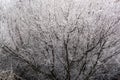 frozen treetop close up