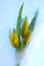 Frozen tulip flower Royalty Free Stock Photo