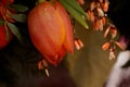 Macro on frozen tulip. Beautiful funeral arrangement