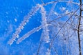 Frozen twig Royalty Free Stock Photo