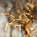 Frozen twig background - GOLD version Royalty Free Stock Photo