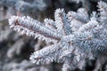 frozen twig background Royalty Free Stock Photo