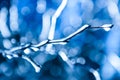 Frozen twig background Royalty Free Stock Photo