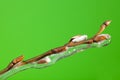 Frozen twig with buds Royalty Free Stock Photo