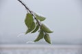 Frozen twig coverd with ice Royalty Free Stock Photo