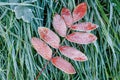 A frozen twig with nine leaves of a red tree covered with frost on the green frozen grass Royalty Free Stock Photo