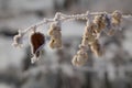 Frozen twig Royalty Free Stock Photo
