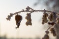 Frozen twig Royalty Free Stock Photo