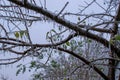 Frozen twigs branches under the ice, Winter phenomenon, Ice trees Royalty Free Stock Photo