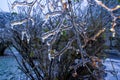 Frozen twigs branches under the ice, Winter phenomenon, Ice trees Royalty Free Stock Photo