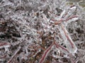 Frozen Twigs