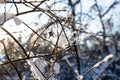 frozen twigs closeup illuminated by setting sun Royalty Free Stock Photo