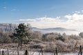 Frozen vineyard country
