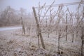 Frozen vineyard in foggy winter. Vineyard covered with frozen rain. Vineyards covered with frozen rain.