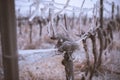 Frozen vineyard in foggy winter.