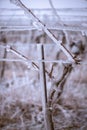 Frozen vineyard in foggy winter.