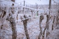 Frozen vineyard in foggy winter.