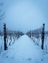 Frozen vineyard