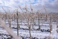 Frozen vineyard in white winter with slightly cloudy weather. Snow-covered winter landscape in Austria's wine district