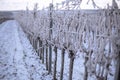 Frozen vineyard in white winter with slightly cloudy weather. Snow-covered winter landscape in Austria's wine district
