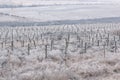 Frozen vineyards rows in winter. Moldova Royalty Free Stock Photo