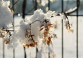 Frozen viny plant Royalty Free Stock Photo