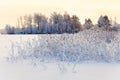 Frozen in water dried reeds on lake shore against sunset lights. Beautiful winter landscape Royalty Free Stock Photo