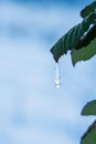 Frozen water drop hangs from a green bramble leaf and embeds the sunlight. Concept of Winter season, cold weather or hope. Closeup Royalty Free Stock Photo