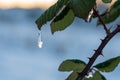 Frozen water drop hangs from a green bramble leaf and embeds the sunlight. Concept of Winter season, cold weather or hope. Royalty Free Stock Photo