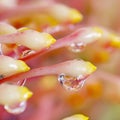 frozen water drop on protea sq Royalty Free Stock Photo