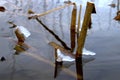 Frozen water formations on the reeds on a day in January Royalty Free Stock Photo
