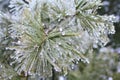 Freeze of Pine Needles - Weather Background - Nature and Her Cold Hand