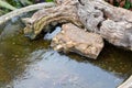 Frozen water in an outdoor bird bath