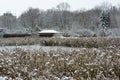 Winter views of the pond, trees, reeds, fence and buildings.